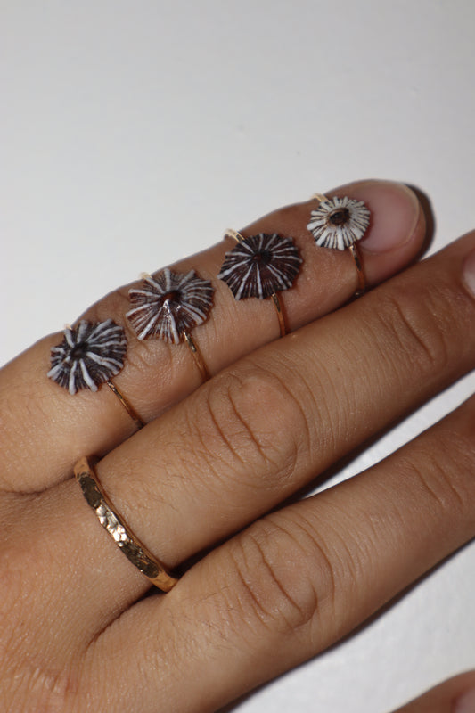 `Opihi `Awa Ring (12/14 Gauge)